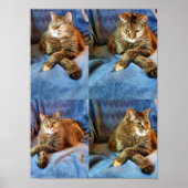 DIEP IN DOUD KAT POSTER (Voorkant)