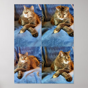 DIEP IN DOUD KAT POSTER