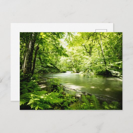 Diep in het bos briefkaart (Voorkant / Achterkant)