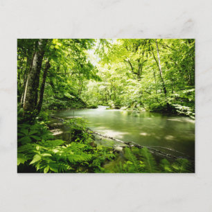 Diep in het bos briefkaart