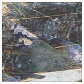 Diep in het bos... stof (Close Up)