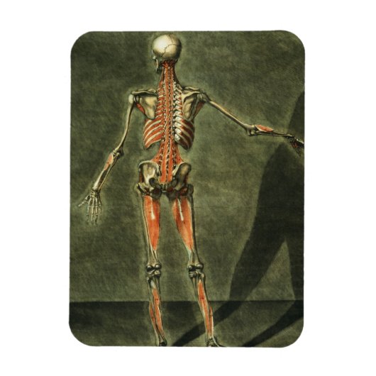 Diep Musculair Systeem aan de achterkant van het l Magneet (Verticaal)