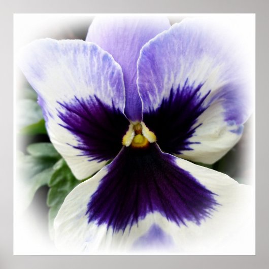 diep paars op witte paniek poster (Voorkant)