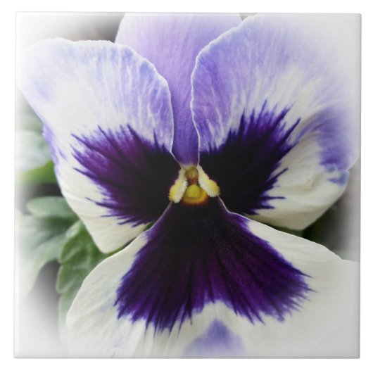 diep paars op witte paniek tegeltje (Voorkant)