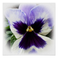 diep paars op witte viooltjes