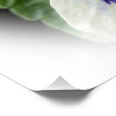 diep paars op witte viooltjes perfect poster (Hoek)