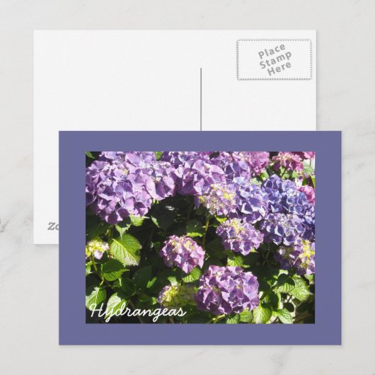 Diep Paarse Hydrangea Briefkaart (Voorkant / Achterkant)
