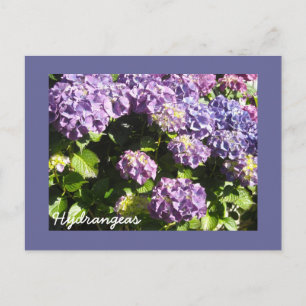 Diep Paarse Hydrangea Briefkaart