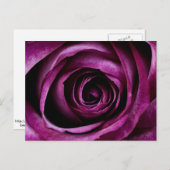 Diep Paarse Roos Briefkaart (Voorkant / Achterkant)