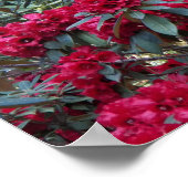 Diep Rode Rododendrons Bloem Fotografie Poster (Hoek)