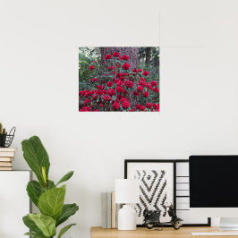Diep Rode Rododendrons Bloem Fotografie Poster