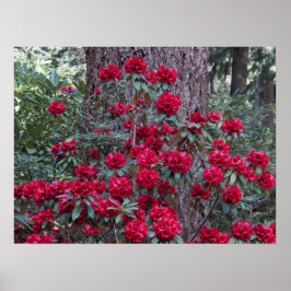 Diep Rode Rododendrons Bloem Fotografie Poster