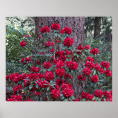 Diep Rode Rododendrons Bloem Fotografie Poster (Voorkant)