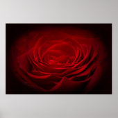 Diep rood Roos op zwart Poster (Voorkant)