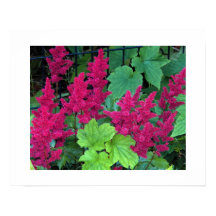Diep Roze Astilbe Bloesems Bloemstuk