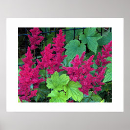Diep Roze Astilbe Bloesems Bloemstuk Poster
