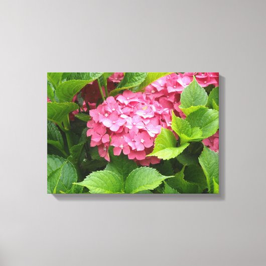 Diep Roze Hortensia Bloei Canvas Afdruk (Voorkant)
