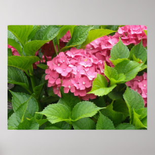Diep Roze Hortensia Bloemen Poster