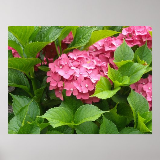 Diep Roze Hortensia Bloemen Poster (Voorkant)