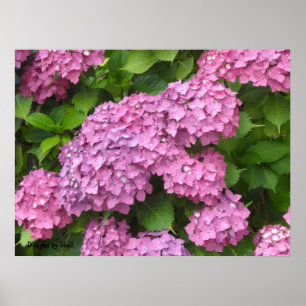 Diep Roze Hortensia's Poster