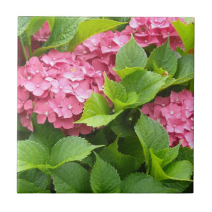 Diep Roze Hortensia's Tegeltje