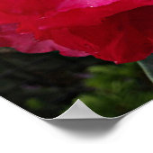 Diep Roze Rhododendron Bloei Bloem Fotografisch Poster (Hoek)