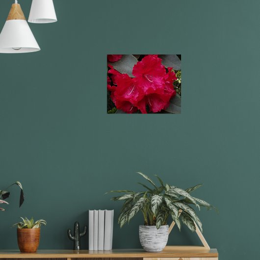 Diep Roze Rhododendron Bloei Bloem Fotografisch Poster (Woonkamer 1)