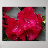 Diep Roze Rhododendron Bloei Bloem Fotografisch Poster (Voorkant)
