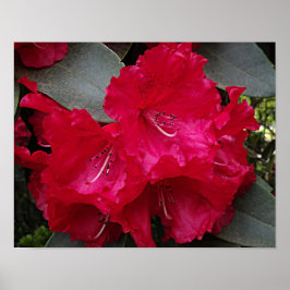 Diep Roze Rhododendron Bloei Bloem Fotografisch Poster