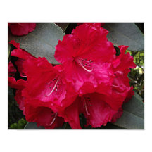 Diep Roze Rhododendron Bloei Bloem Fotografisch