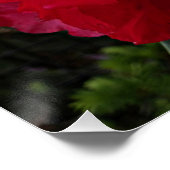 Diep roze rododendron bloeit bloemig perfect poster (Hoek)