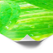  Diep Roze Stargazer Lily op Lime Green Perfect Poster (Hoek)