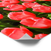 Diep roze tulpen poster (Hoek)