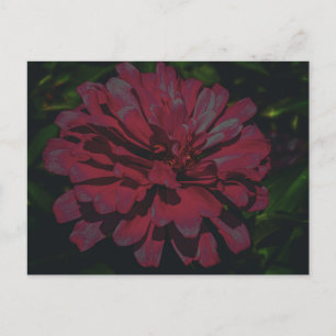 Diep Roze Zinnia in Volle Bloei Briefkaart