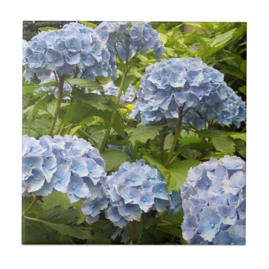 Diepblauwe Hortensia's Tegeltje (Voorkant)