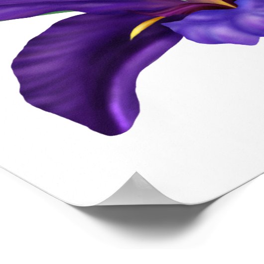 Diepe Paarse Bokwater Iris Illustratie Poster (Hoek)