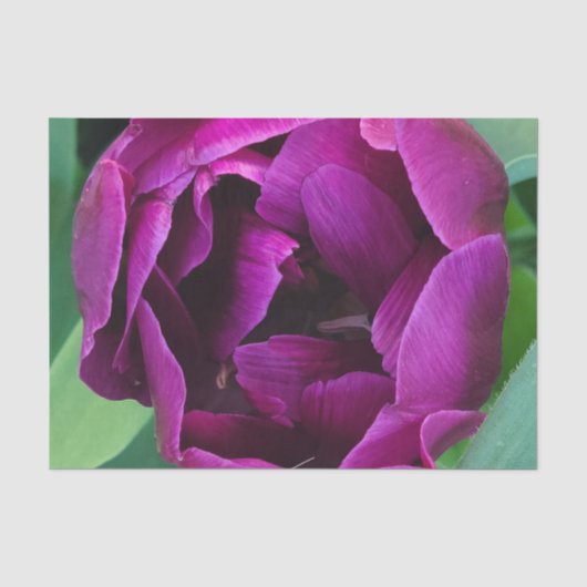 Diepe Paarse tulpenfoto Tissuepapier (Voorkant)