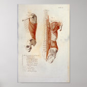 Diepe rugspieren Anatomie Afdrukken Frans Poster (Voorkant)