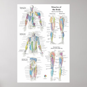 Diepe Spier Anatomiekaart Poster