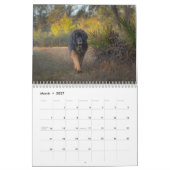 Diepe Zuid Leonberger Kalender (Mar 2027)