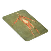 diepere spierstelsel aan de voorzijde van het lich magneet (Rechterzijde)