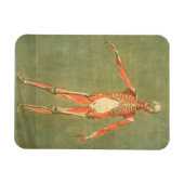 diepere spierstelsel aan de voorzijde van het lich magneet (Horizontaal)