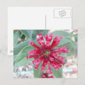 Dieproze bloem briefkaart (Voorkant / Achterkant)