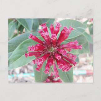 Dieproze bloem briefkaart