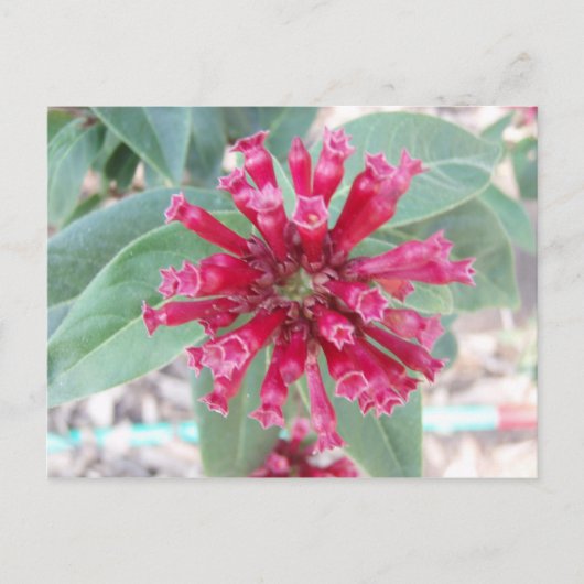 Dieproze bloem briefkaart (Voorkant)
