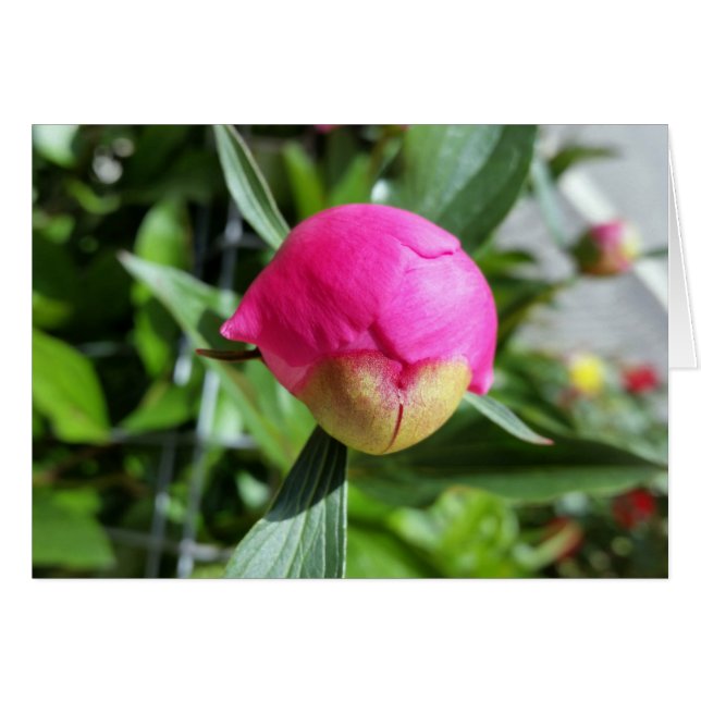 dieproze knop (Voorkant Horizontaal)