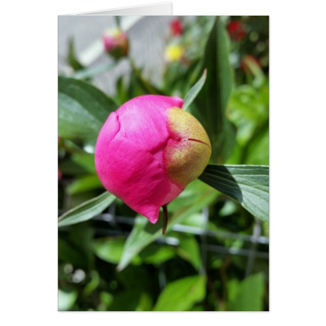 dieproze knop (Voorkant)