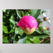 dieproze knop poster (Voorkant)