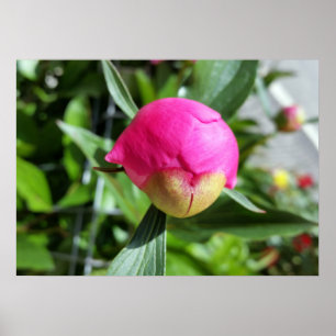 dieproze knop poster
