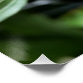 dieproze knop poster (Hoek)